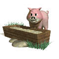 <Right click -> Save as> to download pig_eating_md_wht.gif!