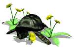 <Right click -> Save as> to download turtle_eating_dandelions_md_wht.gif!