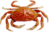 <Right click -> Save as> to download crab.gif!